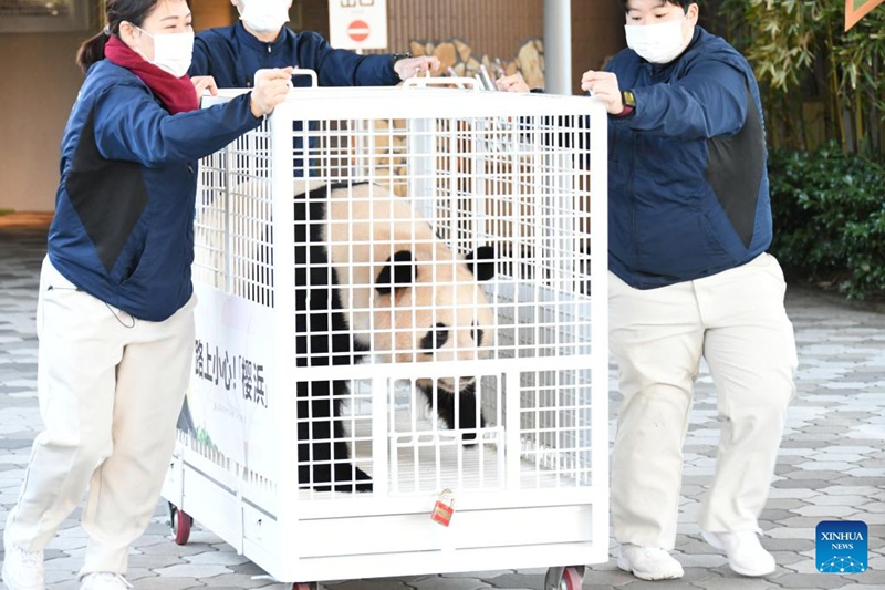 Wafanyakazi wakimhamisha panda Ouhin kutoka eneo la Adventure World huko Shirahama, Jimbo la Wakayama, Japan, Februari 22, 2023. Panda Eimei mwenye umri wa miaka 30, pamoja na watoto wake majike mapacha Ouhin na Touhin wenye umri wa miaka minane waliozaliwa Japan, wameondoka kwenye makazi yao ya sasa huko Adventure World, mbuga ya mandhari katika Mji wa Shirahama, Japan ili kurejea China Jumatano.Kabla ya kuondoka kwao, hafla ya kuwaaga ilifanyika katika bustani hiyo Jumanne alasiri, watalii wapatao 2,000 walishiriki kwenye hafla hiyo,  ambayo ilitangazwa moja kwa moja kwenye Mtandao wa YouTube na kutazamwa na watazamaji 13,000. (Xinhua/Yue Chenxing)