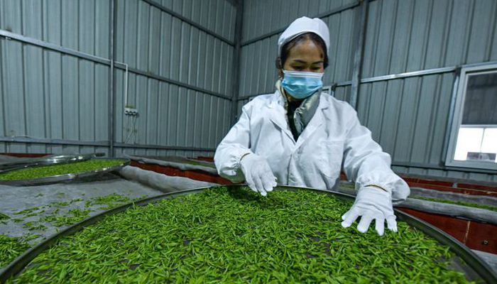 Mfanyakazi akikausha  majani ya chai katika Wilaya ya Pu'an, Mkoa wa Guizhou, Kusini-Magharibi mwa China, Februari 23, 2023. Ikiwa ni mojawapo ya wilaya zinazozalisha chai huko Guizhou, Wilaya ya Pu'an sasa ina mashamba ya chai yenye eneo la ukubwa wa ekari 125,000 (takriban hekta 8,333.3). Zaidi ya wakulima 70,000 wenyeji  wamefaidika na sekta ya chai. (Xinhua/Yang Wenbin)
