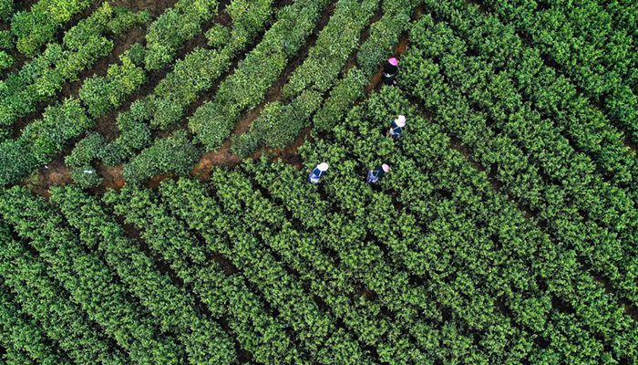 Wakulima wanufaika na sekta ya chai katika Wilaya ya Pu'an, Kusini Magharibi mwa China