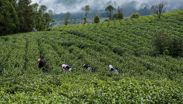 Wakulima wanufaika na sekta ya chai katika Wilaya ya Pu'an, Kusini Magharibi mwa China