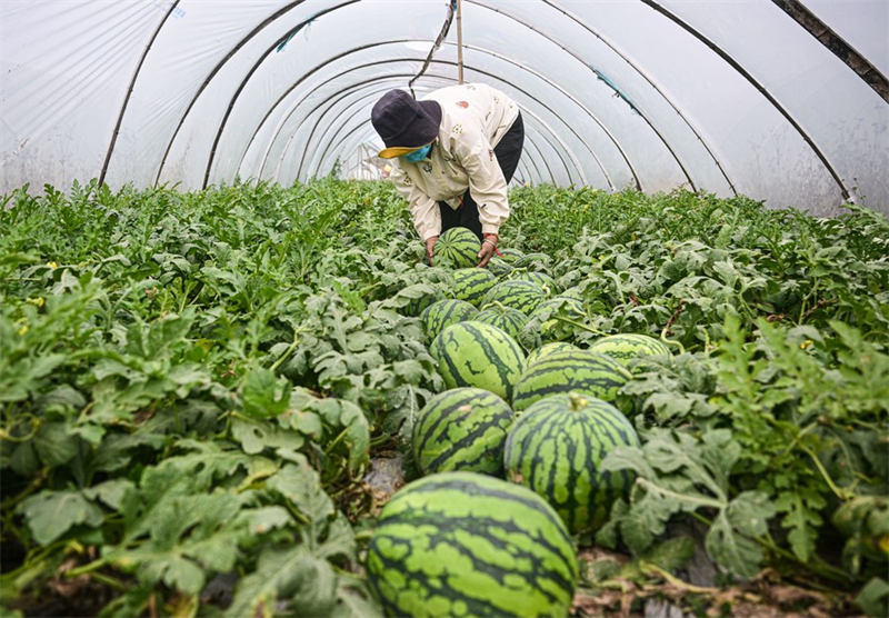 Mkulima akivuna matikiti maji katika Kitongoji cha Danzhou huko Zhonghe, Mkoa wa Hainan, Kusini mwa China, Februari 24, 2023. (Xinhua/Pu Xiaoxu)