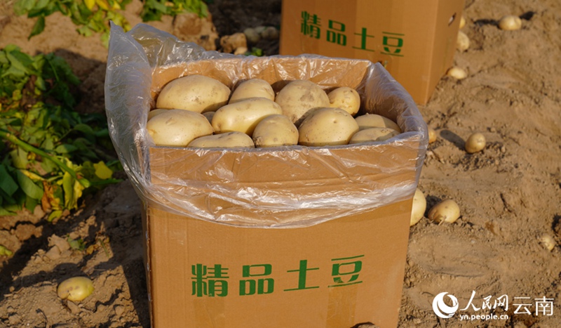 Mavuno ya Viazi Mviringo yapatikana kwenye Mashamba makubwa mkoani Yunnan, China