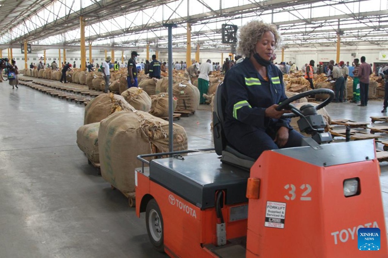 Mwanamke akiendesha mkokoteni uliobeba marobota ya tumbaku kwenye Sakafu za Mnada wa Tumbaku huko Harare, Zimbabwe, Machi 9, 2023. (Picha na Tafara Mugwara/Xinhua)