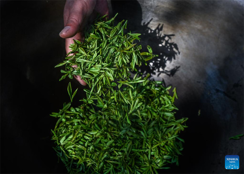 Wakulima huko Hangzhou waanza kuvuna majani ya chai ya Longjing kabla ya Siku ya Qingming