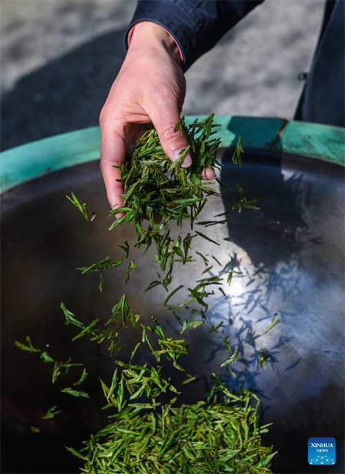 Mkulima akikoroga na kukaanga majani ya chai ya Longjing katika Kijiji cha Longjing, huko Hangzhou, Mkoa wa Zhejiang, Mashariki mwa China, Machi 13, 2023. Chai ya Longjing, inayojulikana pia kwa jina la chai ya China ya Ziwa Dragoni Magharibi, ina sifa ya rangi yake ya kijani kibichi, harufu nzuri, ladha laini na mwonekano mzuri. Wakulima huko Hangzhou sasa wanaanza kuvuna majani ya chai ya Longjing kabla ya Siku ya Qingming ambayo ni siku ya jadi ya kusafisha makaburi nchini China, ili kuzalisha chai ya Mingqian (ikimaanisha "kabla ya Qingming"), ambayo hutengenezwa kwa majani chipukizi ya chai ya kwanza kabisa katika majira ya mchipuko  na huchukuliwa kuwa yenye ubora wa juu. (Xinhua/Xu Yu)