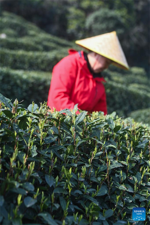 Wakulima huko Hangzhou waanza kuvuna majani ya chai ya Longjing kabla ya Siku ya Qingming
