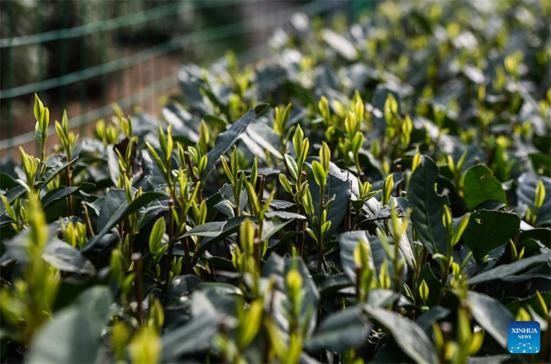 Wakulima huko Hangzhou waanza kuvuna majani ya chai ya Longjing kabla ya Siku ya Qingming