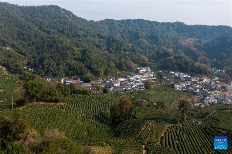 Wakulima huko Hangzhou waanza kuvuna majani ya chai ya Longjing kabla ya Siku ya Qingming