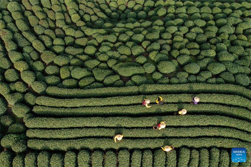 Wakulima huko Hangzhou waanza kuvuna majani ya chai ya Longjing kabla ya Siku ya Qingming