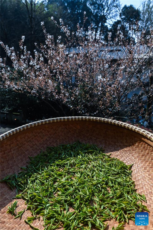 Wakulima huko Hangzhou waanza kuvuna majani ya chai ya Longjing kabla ya Siku ya Qingming