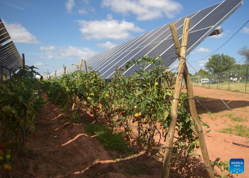 Nyanya zikikua chini ya paneli za kuzalisha umeme kwa mwanga wa jua katika Chuo Kikuu cha Kilimo na Maliasili cha Botswana huko Gaborone, Botswana, Tarehe 15, Machi, 2023. (Picha na Tshekiso Tebalo/Xinhua)