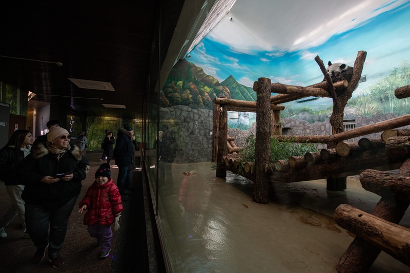 Panda wapendwa waliopo Russia wavutia watalii wengi mfululizo