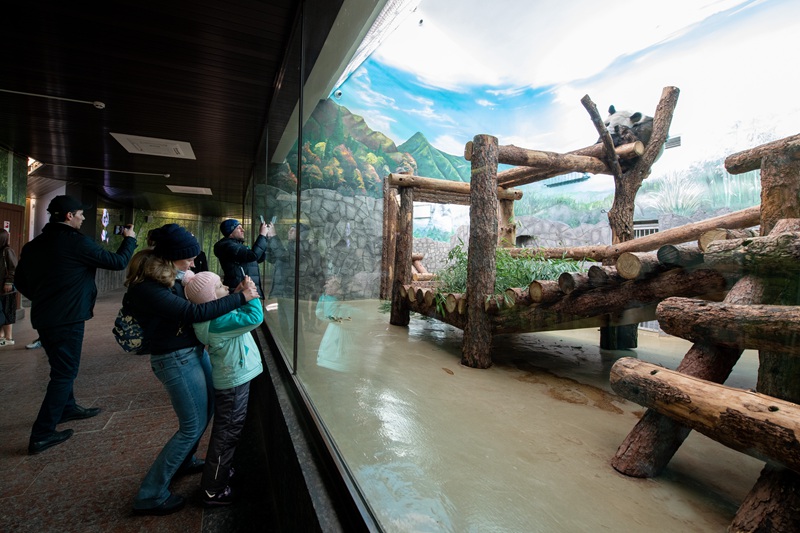 Panda wapendwa waliopo Russia wavutia watalii wengi mfululizo