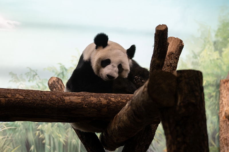 Panda wapendwa waliopo Russia wavutia watalii wengi mfululizo