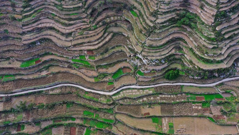 Picha iliyopigwa angani ikionesha mashamba ya matuta ya mawe kwenye eneo kame katika Wilaya ya Shexian ya Mkoa wa Hebei wa China. (Picha inatoka ChinaDaily)