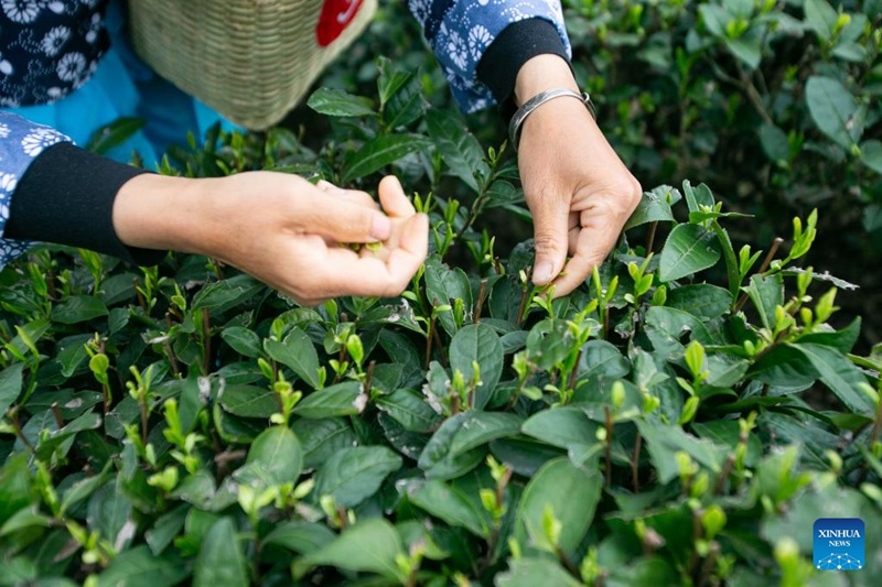 Mkulima akichuma majani ya chai kwenye shamba la chai katika  Tarafa ya Yongrong  ya Eneo la Yongchuan, huko Chongqing, Kusini-Magharibi mwa China, Machi 22, 2023. (Xinhua/Chu Jiayin)