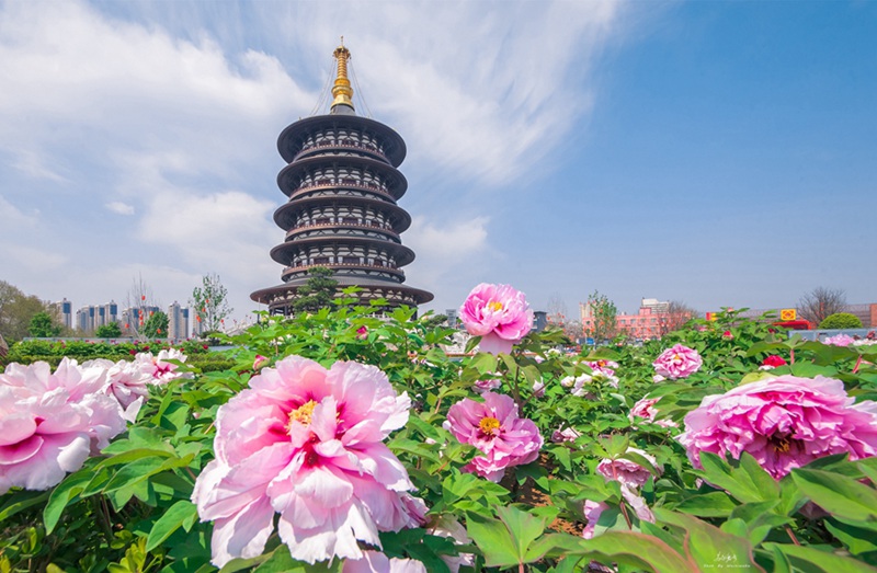 Mji wa Luoyang katikati mwa China kuanza tamasha lake la 40 la kitamaduni la maua ya Peony