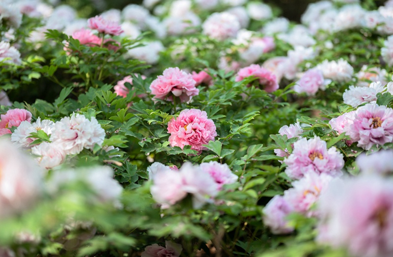 Mji wa Luoyang katikati mwa China kuanza tamasha lake la 40 la kitamaduni la maua ya Peony