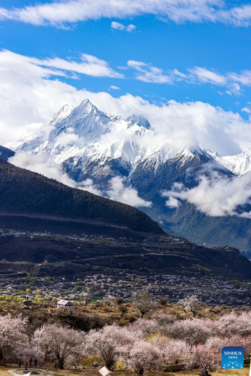 Maua ya Pichi yachanua katika Kijiji cha Suosong, Mkoa wa Tibet, Kusini Magharibi mwa China