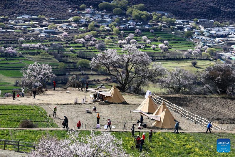 Maua ya Pichi yachanua katika Kijiji cha Suosong, Mkoa wa Tibet, Kusini Magharibi mwa China