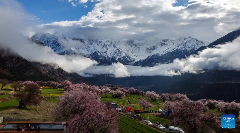 Maua ya Pichi yachanua katika Kijiji cha Suosong, Mkoa wa Tibet, Kusini Magharibi mwa China