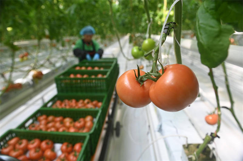 Pilikapilika za kuchuma mazao kwenye “kiwanda cha Nyanya” cha Neijiang, Mkoa wa Sichuan, China