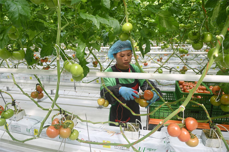 Mfanyakazi akichuma nyanya kwenye banda la kijani la kisasa katika Bustani ya Kilimo cha Kisasa iliyopo Mji Mdogo wa Yinshan, Wilaya ya Zizhong, Mji wa Neijiang, Mkoa wa Sichuan, nchini China, Tarehe 10, Aprili.