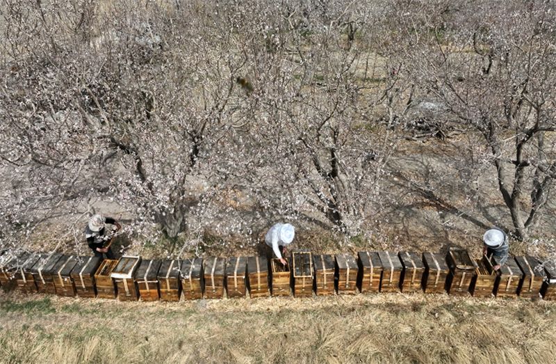 Wafugaji wa nyuki wana pilikapilika za kutafuta utajiri wakati wa maua kuchanua huko Xinjiang, China