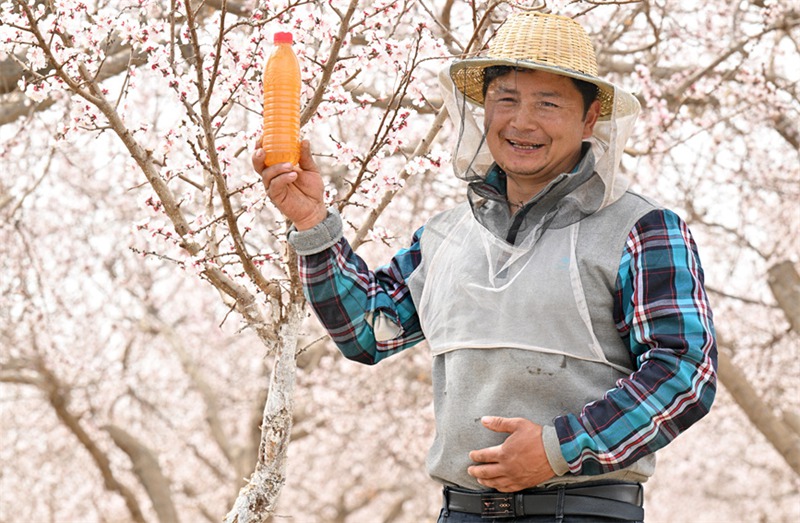 Wafugaji wa nyuki wana pilikapilika za kutafuta utajiri wakati wa maua kuchanua huko Xinjiang, China