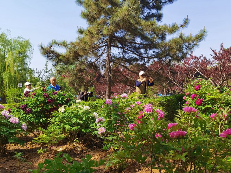 Katika Picha: Furahia maua ya Peony yanayochanua huko Luoyang, China