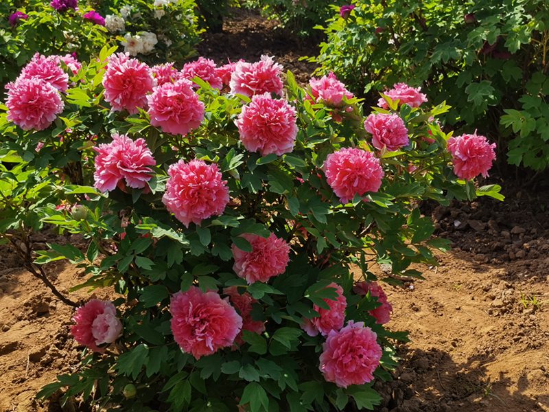 Katika Picha: Furahia maua ya Peony yanayochanua huko Luoyang, China