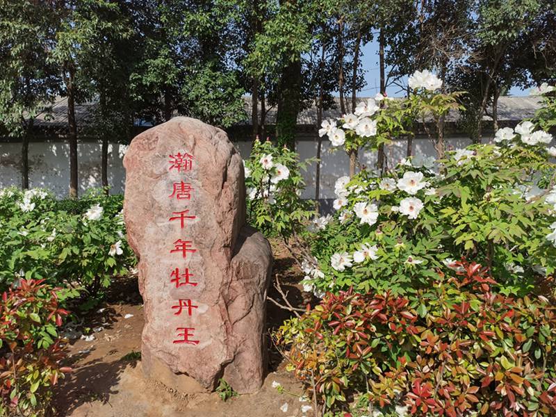 Katika Picha: Furahia maua ya Peony yanayochanua huko Luoyang, China