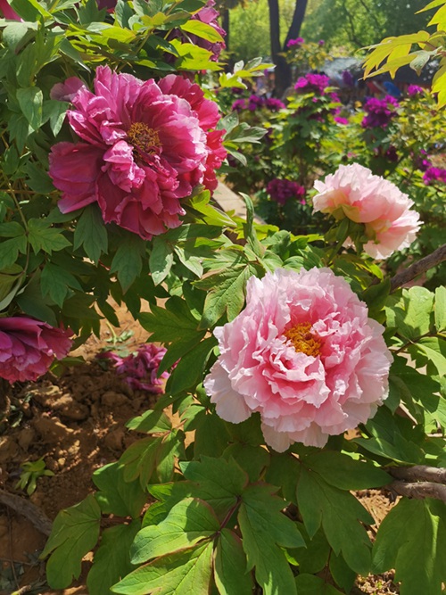 Katika Picha: Furahia maua ya Peony yanayochanua huko Luoyang, China