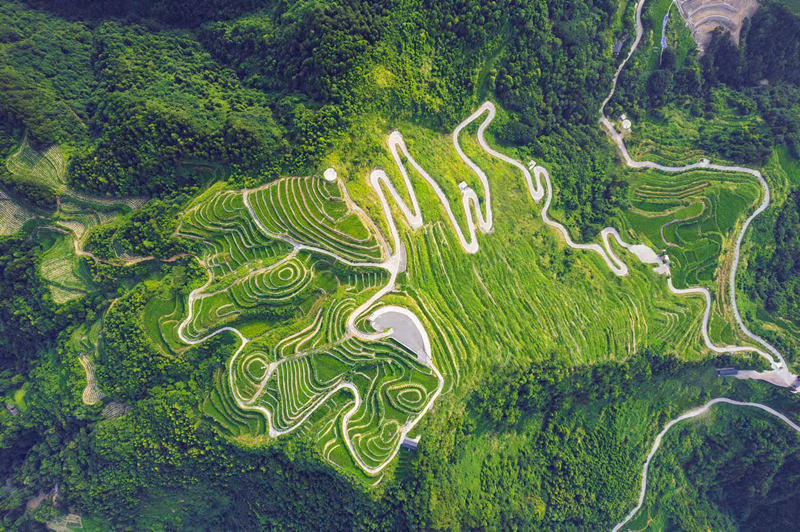 Eneo kuu la kuzalisha Chai ya Vine huko Zhangjiajie, Mkoa wa Hainan wa China. (Picha na Idara ya Uenezi ya Kamati ya Chama ya Eneo la Yongding la Mji wa Zhangjiajie)