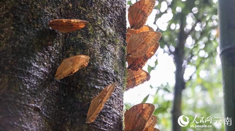 Vipepeo wachanga (pupa) karibu milioni 100 wavunja kwa pamoja vifuko vya uzazi kuwa vipepeo kamili huko Yunnan, China