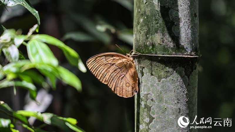 Vipepeo wachanga (pupa) karibu milioni 100 wavunja kwa pamoja vifuko vya uzazi kuwa vipepeo kamili huko Yunnan, China