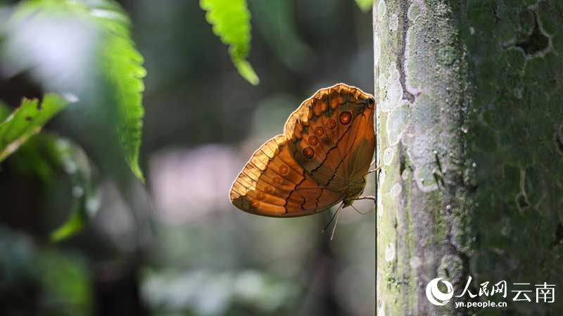 Vipepeo wachanga (pupa) karibu milioni 100 wavunja kwa pamoja vifuko vya uzazi kuwa vipepeo kamili huko Yunnan, China