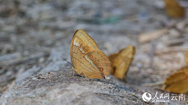 Vipepeo wachanga (pupa) karibu milioni 100 wavunja kwa pamoja vifuko vya uzazi kuwa vipepeo kamili huko Yunnan, China