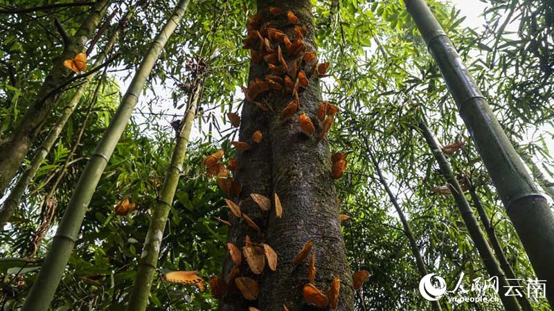 Vipepeo wachanga (pupa) karibu milioni 100 wavunja kwa pamoja vifuko vya uzazi kuwa vipepeo kamili huko Yunnan, China