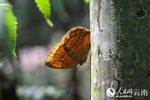 Vipepeo wachanga (pupa) karibu milioni 100 wavunja kwa pamoja vifuko vya uzazi kuwa vipepeo kamili huko Yunnan, China