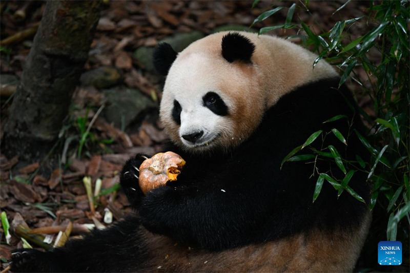 Panda Mei Lan akila boga katika Kituo cha Utafiti wa kuzaliana Panda cha Chengdu huko Chengdu, Mkoa wa Sichuan, Kusini-Magharibi mwa China, Mei 29, 2023. (Xinhua/Xu Bingjie)