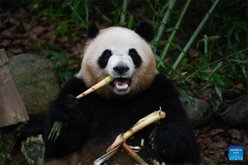 Panda Mei Lan asherehekea miaka 7 tangu kuzaliwa kwake huko Chengdu, Kaskazini Magharibi mwa China