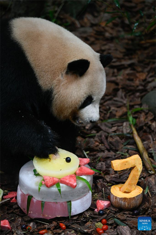 Panda Mei Lan asherehekea miaka 7 tangu kuzaliwa kwake huko Chengdu, Kaskazini Magharibi mwa China