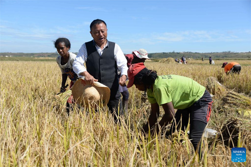 Hu Yuefang (wa pili kushoto), mtaalamu wa mchele chotara kutoka China, akifanya kazi na wakulima wa eneo hilo katika shamba la Mahitsy, mji ulioko umbali wa kilomita 35 Kaskazini-Magharibi mwa Antananarivo, Madagascar, Mei 12, 2023. (Xinhua/Sitraka Rajaonarison)