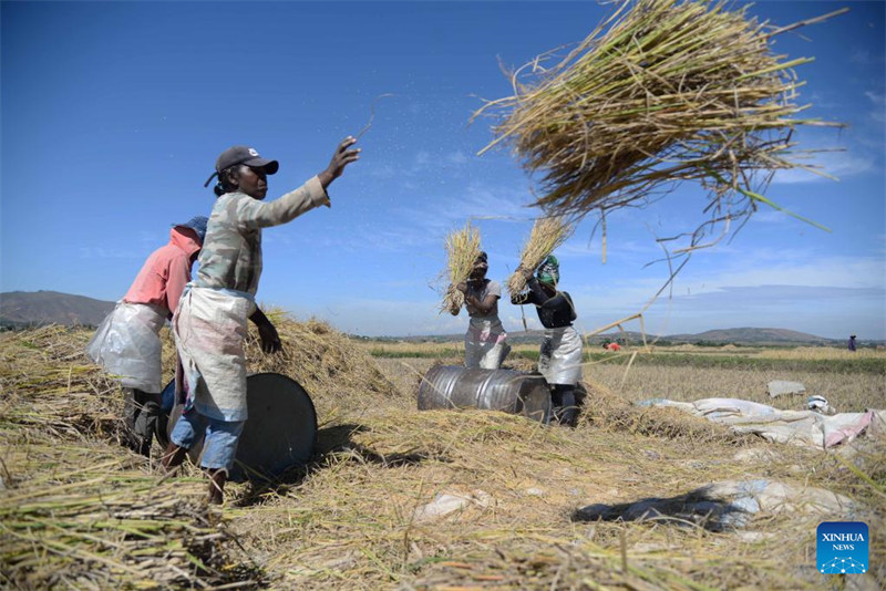 Wataalamu wa mchele chotara kutoka China waisaidia Madagascar kufikia usalama wa chakula