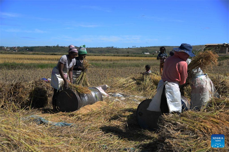 Wataalamu wa mchele chotara kutoka China waisaidia Madagascar kufikia usalama wa chakula