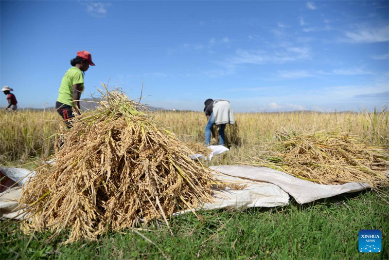 Wataalamu wa mchele chotara kutoka China waisaidia Madagascar kufikia usalama wa chakula