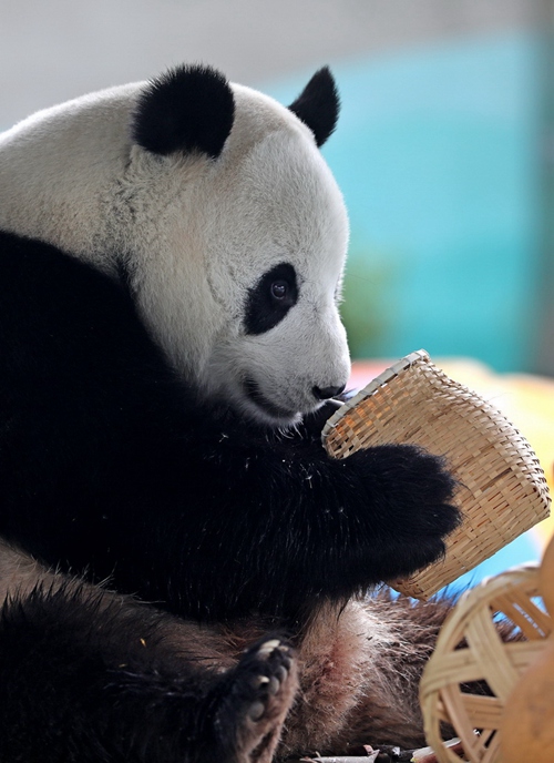 Panda 