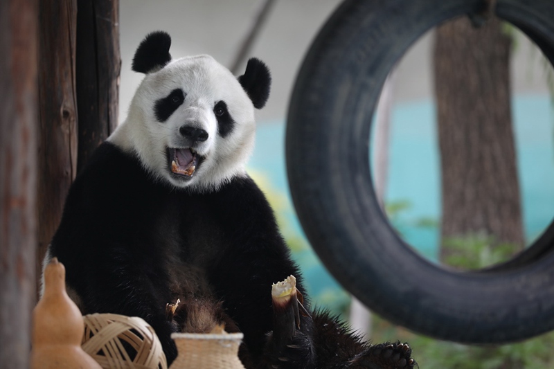 Panda 