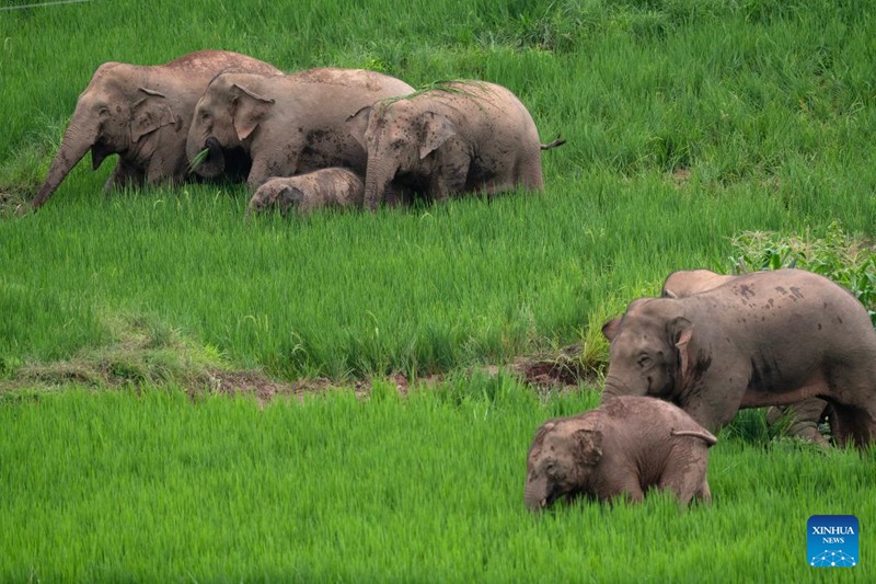 Kuishi pamoja kwa mapatano kati ya binadamu na tembo mkoani Yunnan, Kusini Magharibi mwa China